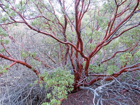 Pointleaf Manzanita (Arctostaphylos pungens)