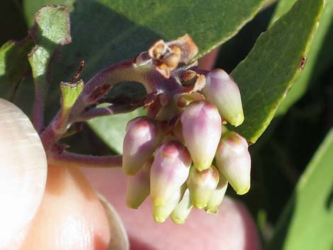 Pointleaf Manzanita (Arctostaphylos pungens)