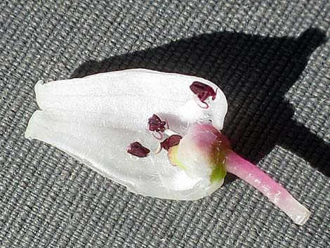 Pointleaf Manzanita (Arctostaphylos pungens)