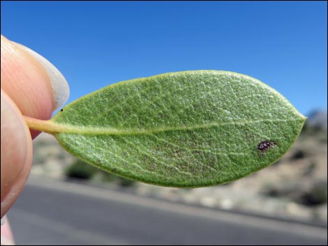 Pointleaf Manzanita (Arctostaphylos pungens)