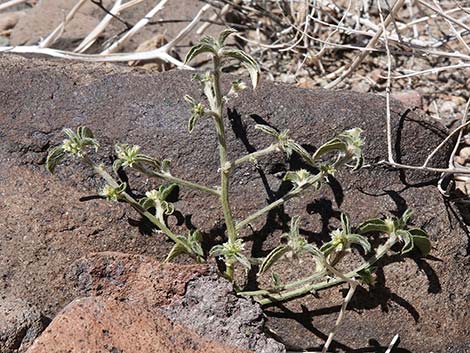 Yuma Silverbush (Ditaxis serrata)