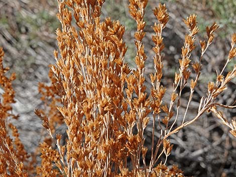 Big Sagebrush (Artemisia tridentata)