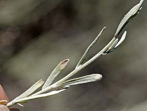 Big Sagebrush (Artemisia tridentata)