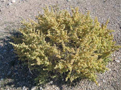 Fourwing Saltbush (Atriplex canescens)