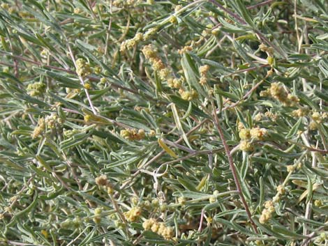 Fourwing Saltbush (Atriplex canescens)