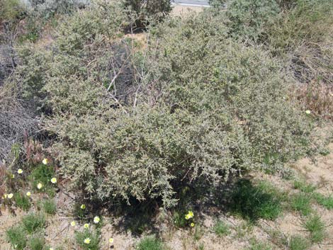 Fourwing Saltbush (Atriplex canescens)