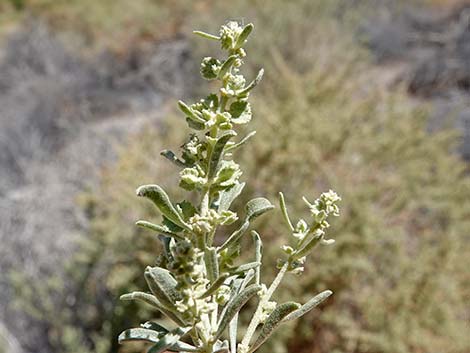 Fourwing Saltbush (Atriplex canescens)