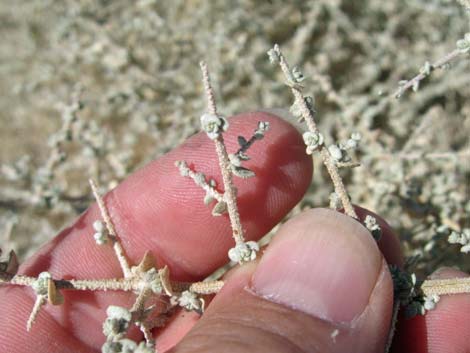 Shadscale Saltbush (Atriplex confertifolia)