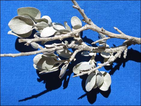 Shadscale Saltbush (Atriplex confertifolia)