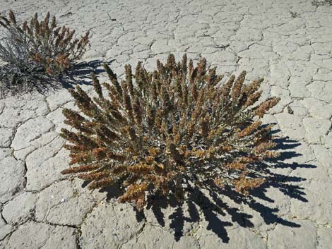 Shadscale Saltbush (Atriplex confertifolia)