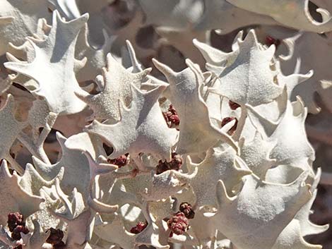 Desert-holly Saltbush (Atriplex hymenelytra)