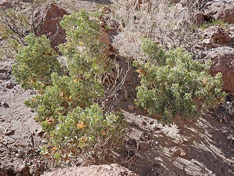 Desert-holly Saltbush (Atriplex hymenelytra)