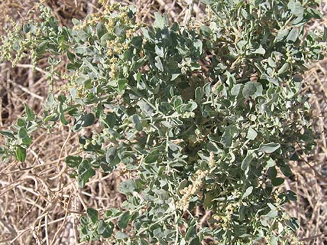 Quailbush (Atriplex lentiformis)