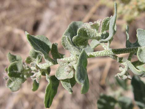 Quailbush (Atriplex lentiformis)