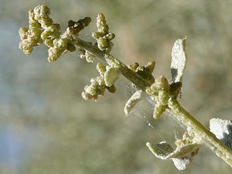 Quailbush (Atriplex lentiformis)