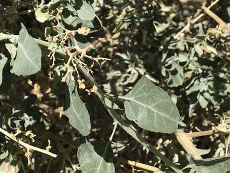 Quailbush (Atriplex lentiformis)