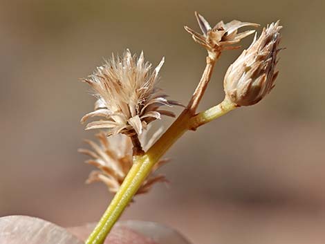 Broom Baccharis (Baccharis sarothroides