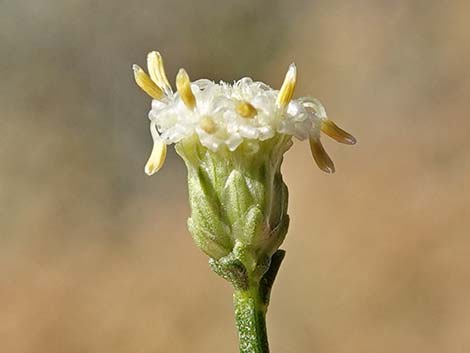 Broom Baccharis (Baccharis sarothroides