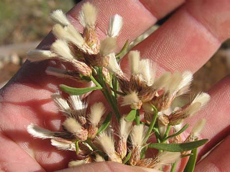 Desert Baccharis (Baccharis sergiloides)