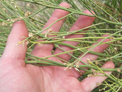 Desert Baccharis (Baccharis sergiloides)