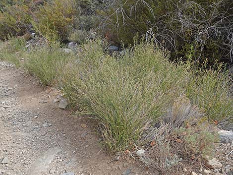 Desert Baccharis (Baccharis sergiloides)