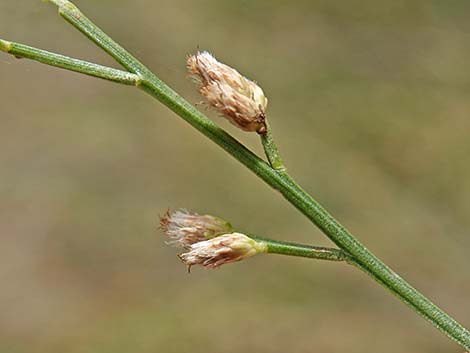 Desert Baccharis (Baccharis sergiloides)