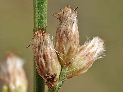 Desert Baccharis (Baccharis sergiloides)