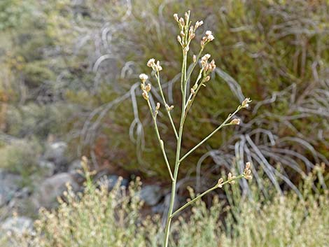 Desert Baccharis (Baccharis sergiloides)