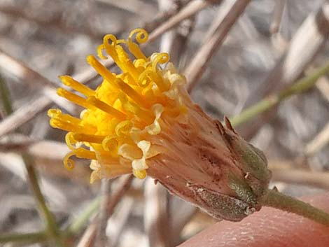 Sweetbush (Bebbia juncea)