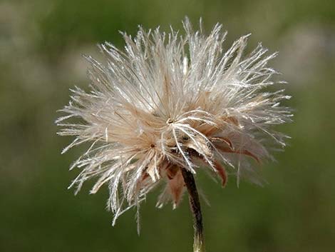 Sweetbush (Bebbia juncea)