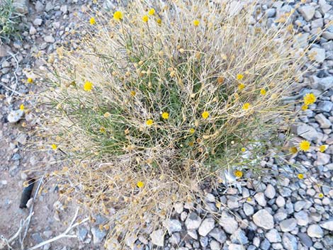 Sweetbush (Bebbia juncea)