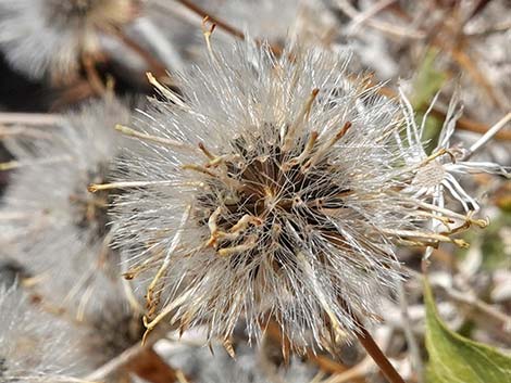 Pungent Brickellbush (Brickellia arguta)