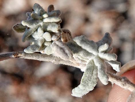 Utah Butterflybush (Buddleja utahensis)