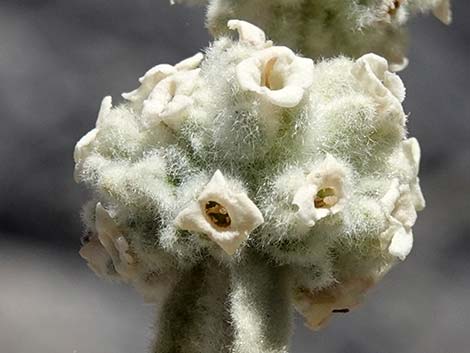 Utah Butterflybush (Buddleja utahensis)