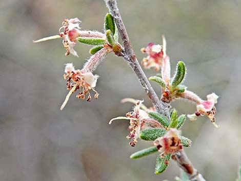 Littleleaf Mountain Mahogany (Cercocarpus intricatus)