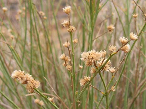 Rabbitbrush (Chrysothamnus spp.)