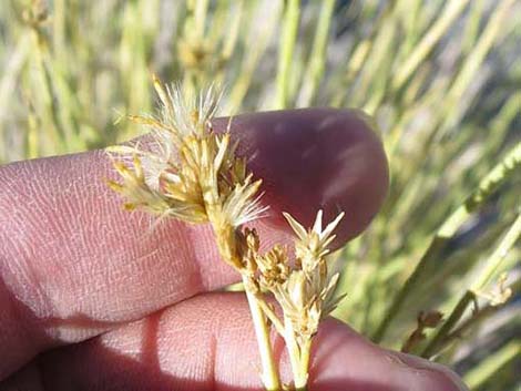 Rabbitbrush (Chrysothamnus spp.)