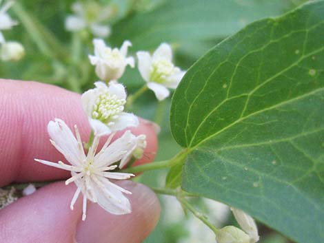 Western White Clematis (Clematis ligusticifolia)