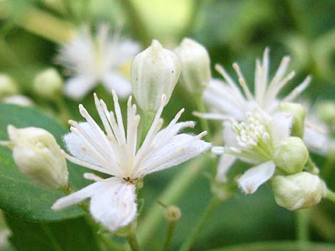 Western White Clematis (Clematis ligusticifolia)