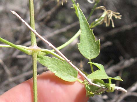 Western White Clematis (Clematis ligusticifolia)