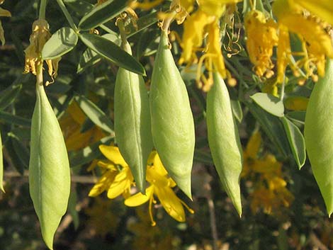 Bladderpod Spiderflower (Cleome isomeris)