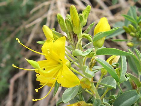 Bladderpod Spiderflower (Cleome isomeris)