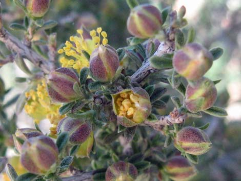 Blackbrush (Coleogyne ramosissima)