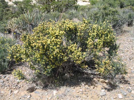 Blackbrush (Coleogyne ramosissima)