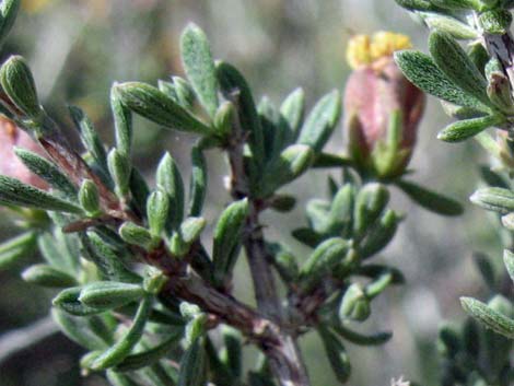 Blackbrush (Coleogyne ramosissima)