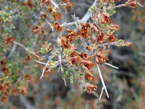 Blackbrush (Coleogyne ramosissima)