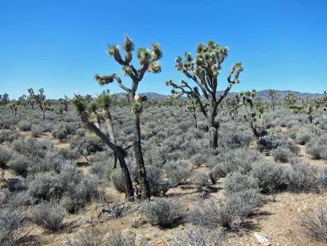 Blackbrush (Coleogyne ramosissima)