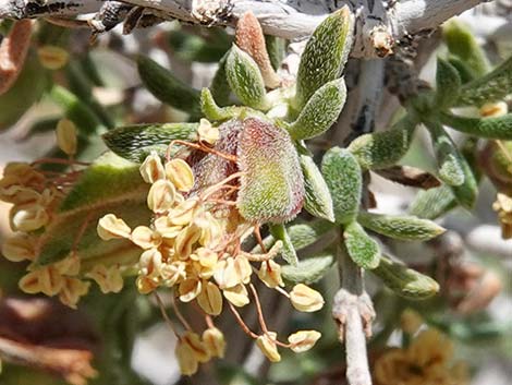 Blackbrush (Coleogyne ramosissima)