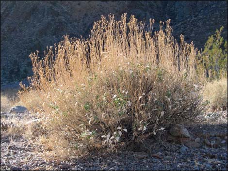 Goldenhills [Brittlebush] (Encelia farinosa)