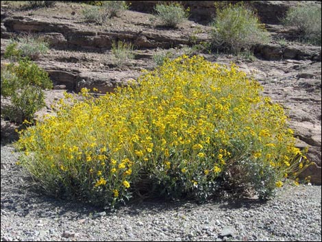 Goldenhills [Brittlebush] (Encelia farinosa)